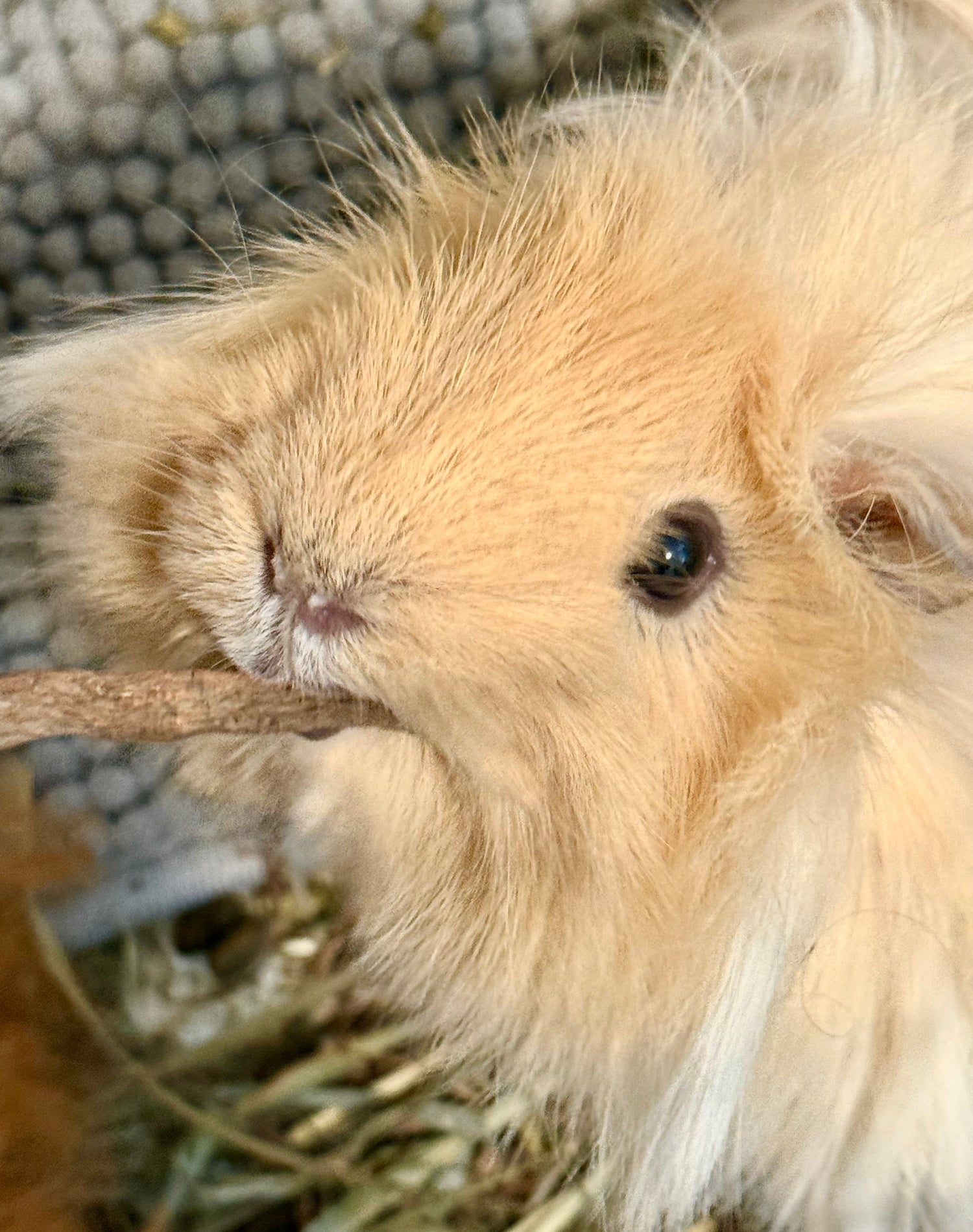 Guinea Pigs